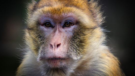 Cientistas conseguem 'provocar' autismo em macacos para estudar novos tratamentos