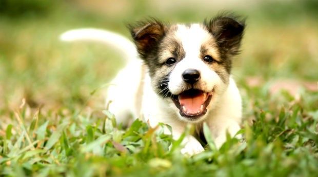 Certificado Veterinário para viagens com cães e gatos aos EUA passa a ser digital