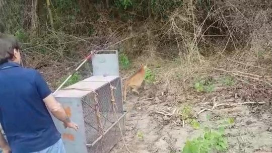 Onça é capturada em residência e solta novamente na mata em MT