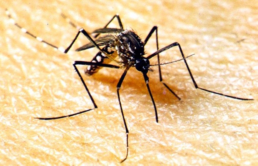 Mato Grosso registrou queda em notificações da Dengue