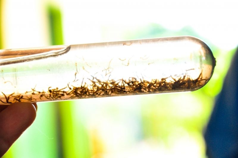 Mortes por dengue no Brasil triplicam no primeiro semestre
