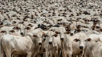 Campanha de vacinação contra febre aftosa termina na quarta-feira 
