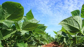 Maggi apresenta plano de infraestrutura da agropecuária amanhã em Brasília 
