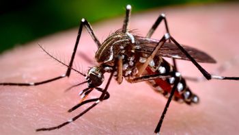 Semana de combate ao Aedes aegypti mobiliza mais de 210 mil instituições