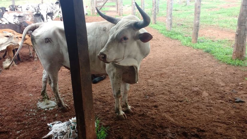 Polícia Civil recupera 150 cabeças de gado furtadas em propriedade rural