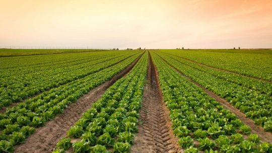 Governo prorroga redução da base de cálculo para insumos agrícolas