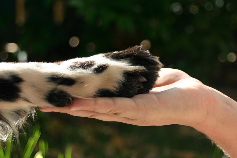 Projetos garantem amparo e cuidado a animais abandonados
