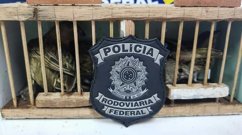PRF apreende pássaros silvestres e mercadorias sem nota fiscal em ônubus