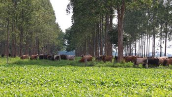 Desmatamento teve redução de 87,4% nos últimos 15 anos em Mato Grosso