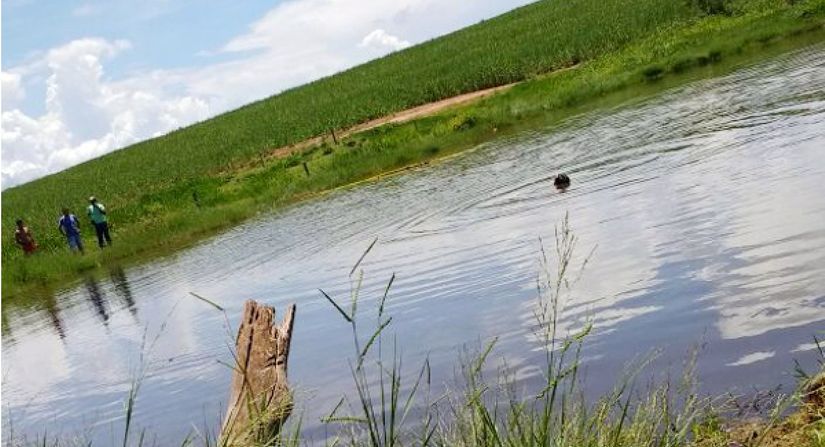 Menino de 2 anos morre após se afogar em tanque de peixe 