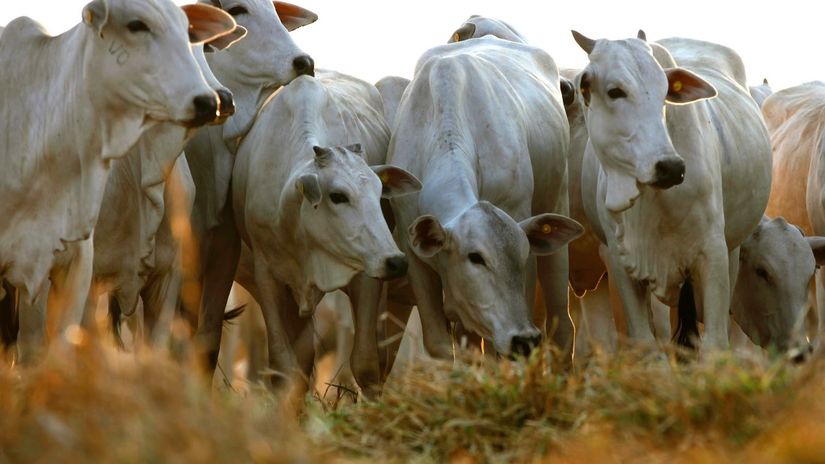 Vacinação contra febre aftosa atinge 99,7% dos animais em Mato Grosso