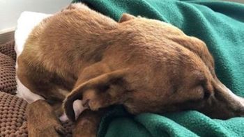Mundo | Cãozinho é resgatado de escombros um mês após furacão 
