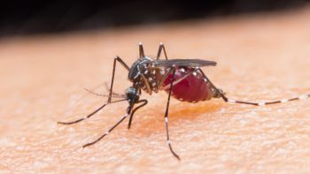 Opas alerta sobre aumento da malária no Brasil e em países da América Latina