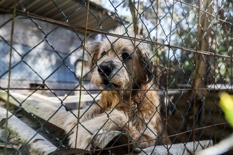 Bem Estar Animal faz o resgate de cães com denúncias de espancamento