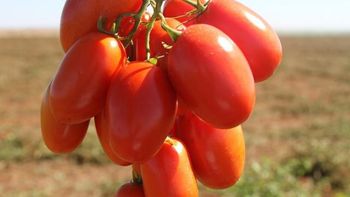 Novo tomate desenvolvido pode conter três vezes mais licopeno