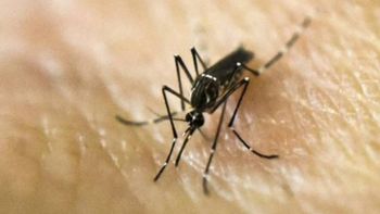 MT lidera em casos de transmissão de febre chikungunya no país