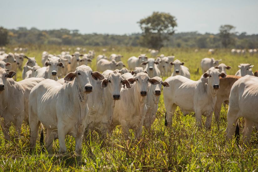 Rally da Pecuária leva a 11 Estados as tecnologias para o aumento da eficiência 