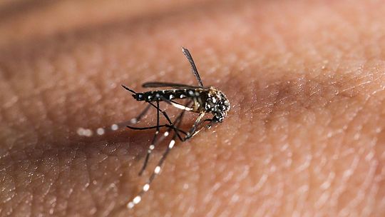 Rondonópolis consegue reduzir casos de dengue, zika e leishmaniose em humanos