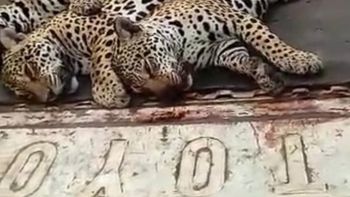 Polícia Civil localiza propriedade rural onde onças-pintadas teriam sido mortas