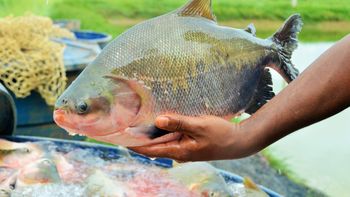 Lei garante venda de peixes durante a Semana Santa