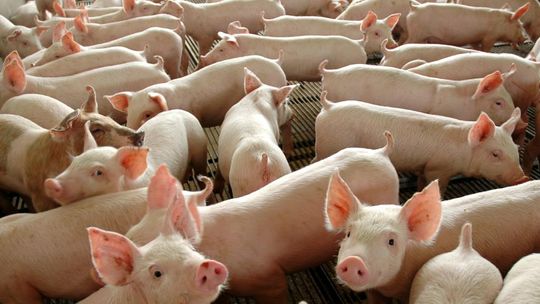 Decreto reduz ICMS de produção de 12% para 6% e fomenta setor