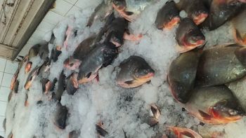 Fiscalização apreende mais de 3,5 toneladas de pescado
