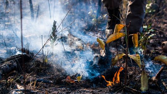 Dema instaura 145 procedimentos investigativos por crimes de degradação ambiental em MT