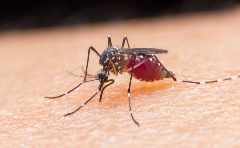 Opas alerta sobre aumento da malária no Brasil e em países da América Latina