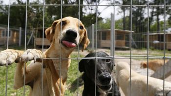 Rondonópolis terá castração gratuita de cães e gatos em Centro