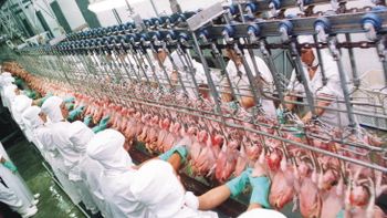 Ministério da Agricultura é autorizado a contratar 300 médicos veterinários concursados
