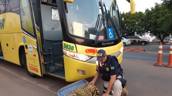 Adolescente é apreendido ao ser flagrado com 17 tabletes de maconha dentro de ônibus na BR-364