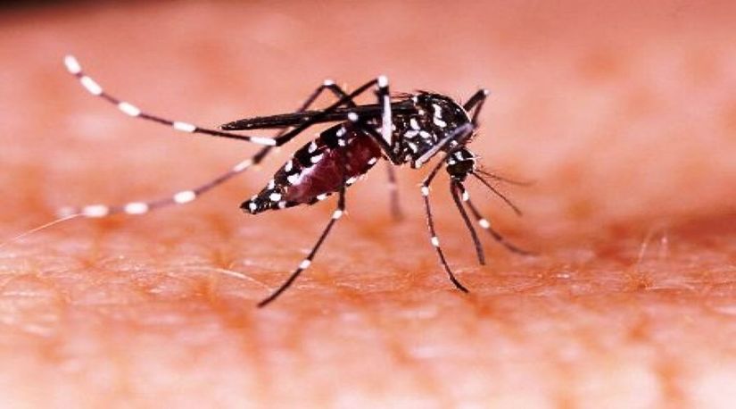 Epidemia de dengue com mais de 100 mortes deixa moradores de MG apavorados