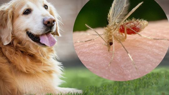 ENTENDA A DOENÇA QUE ACOMETE CÃES E HUMANOS 