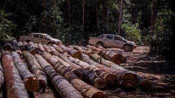 Após denúncia, Sema confirma exploração seletiva ilegal em Marcelândia