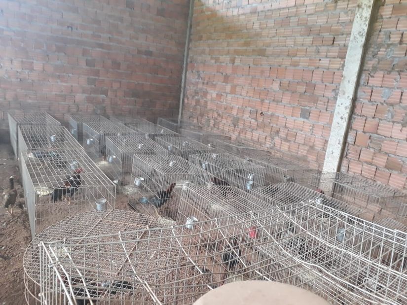 Polícia resgata 37 animais usados em rinha de galo em Rondonópolis