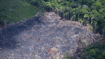 MP quer apuração das ações tomadas para identificar causas do desmatamento na Amazônia