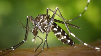 Casos de chikungunya no Mato Grosso aumentam 3,5 vezes este ano