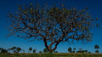 Sema realiza Semana do Meio Ambiente na região Sul de Mato Grosso