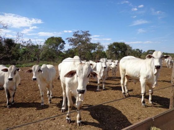 Brasil tem redução na exportação de gado vivo