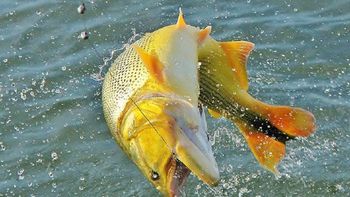 Projeto de lei quer proibir pesca em MT por cinco anos