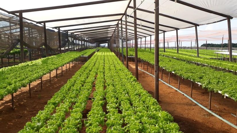 Crédito rural auxilia produtores na expansão do cultivo de hortaliças