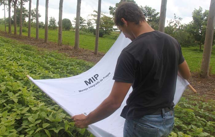 Avaliação do manejo integrado de pragas em soja é ampliada em Mato Grosso