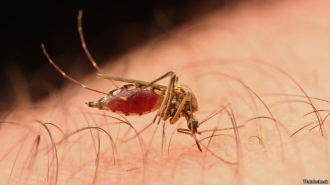 Pesquisa indica por que mosquitos picam algumas pessoas mais que outras