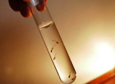 Secretaria de Saúde precisa explicar o que causou epidemia de Dengue em Rondonópolis