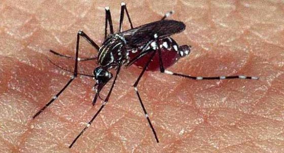 As mentiras e as verdades sobre o avanço da Dengue