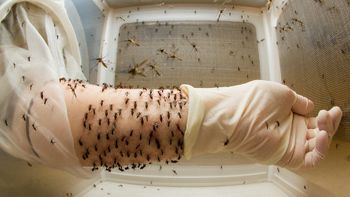 Mato Grosso tem 28 mil casos de dengue registrados
