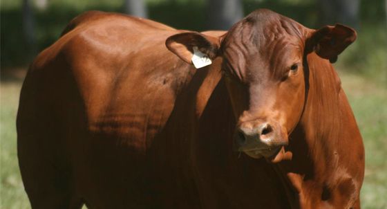 Maior criador de gado Senepol do mundo está em Mato Grosso