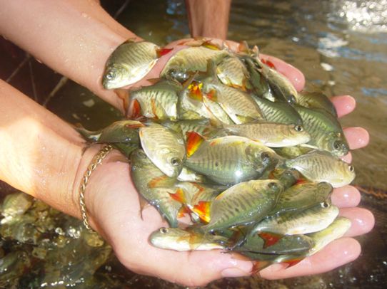 Peixes redondos despertam interesse, aumentando a produção e o consumo 