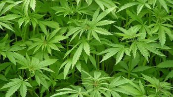 Deputado propõe que legalização da maconha seja discutida em bloco pelo países do Mercosul