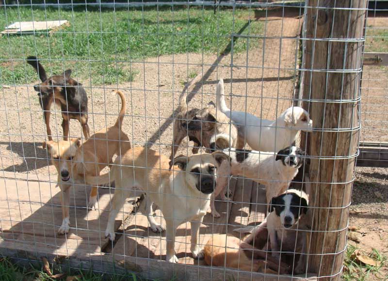 Mais de 2200 cães foram sacrificados este ano pelo CCZ